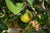 Orangenöl süss bio Citrus sinensis
