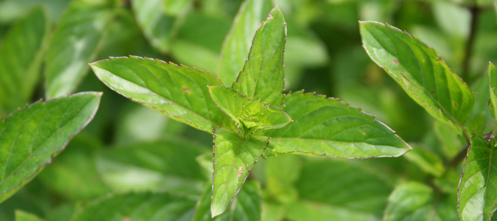 Duftkompositionen anregend, erfrischend