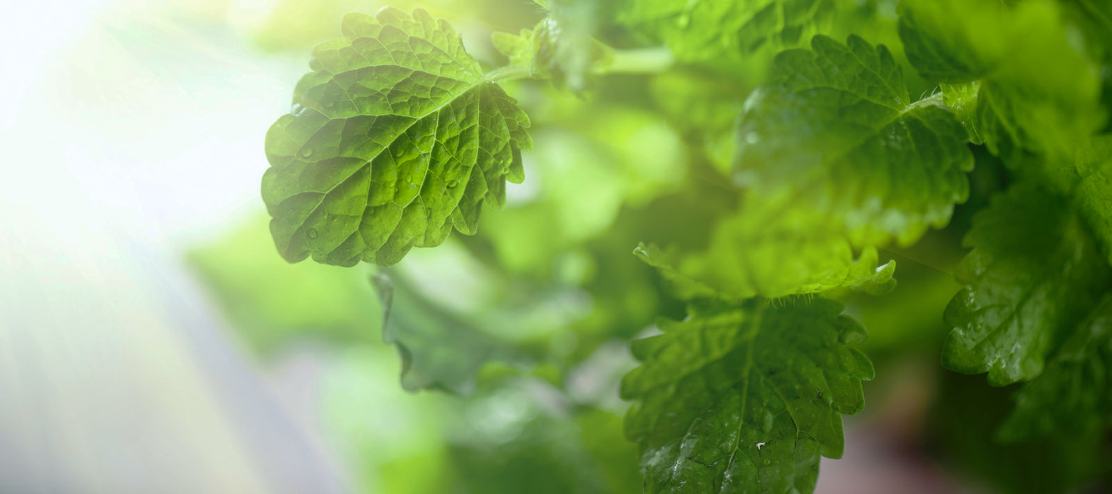 Duftkompositionen beruhigend, entspannend