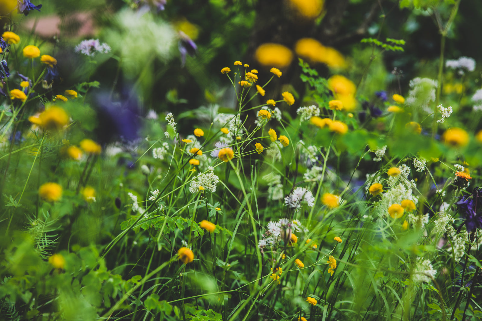 Ätherische Öle Wildwuchs