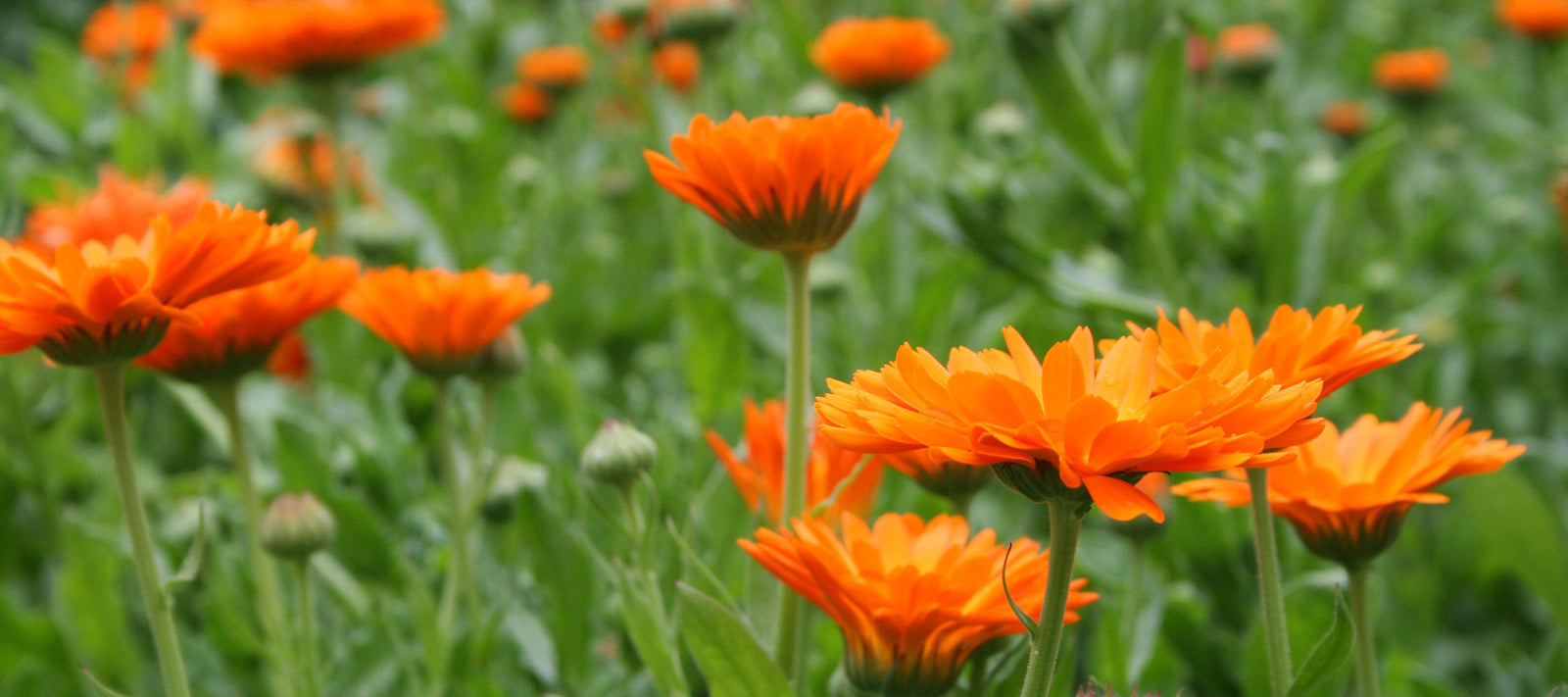 Pflanzenöle für die Schönheit (Hautpflegeöle)