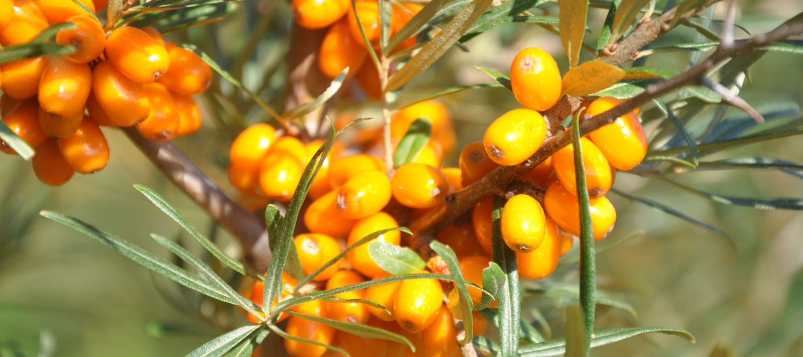 Pflanzenöle für die Ernährung / Küche