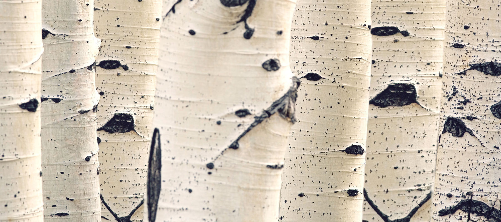 Original Birkenzucker aus Finnland