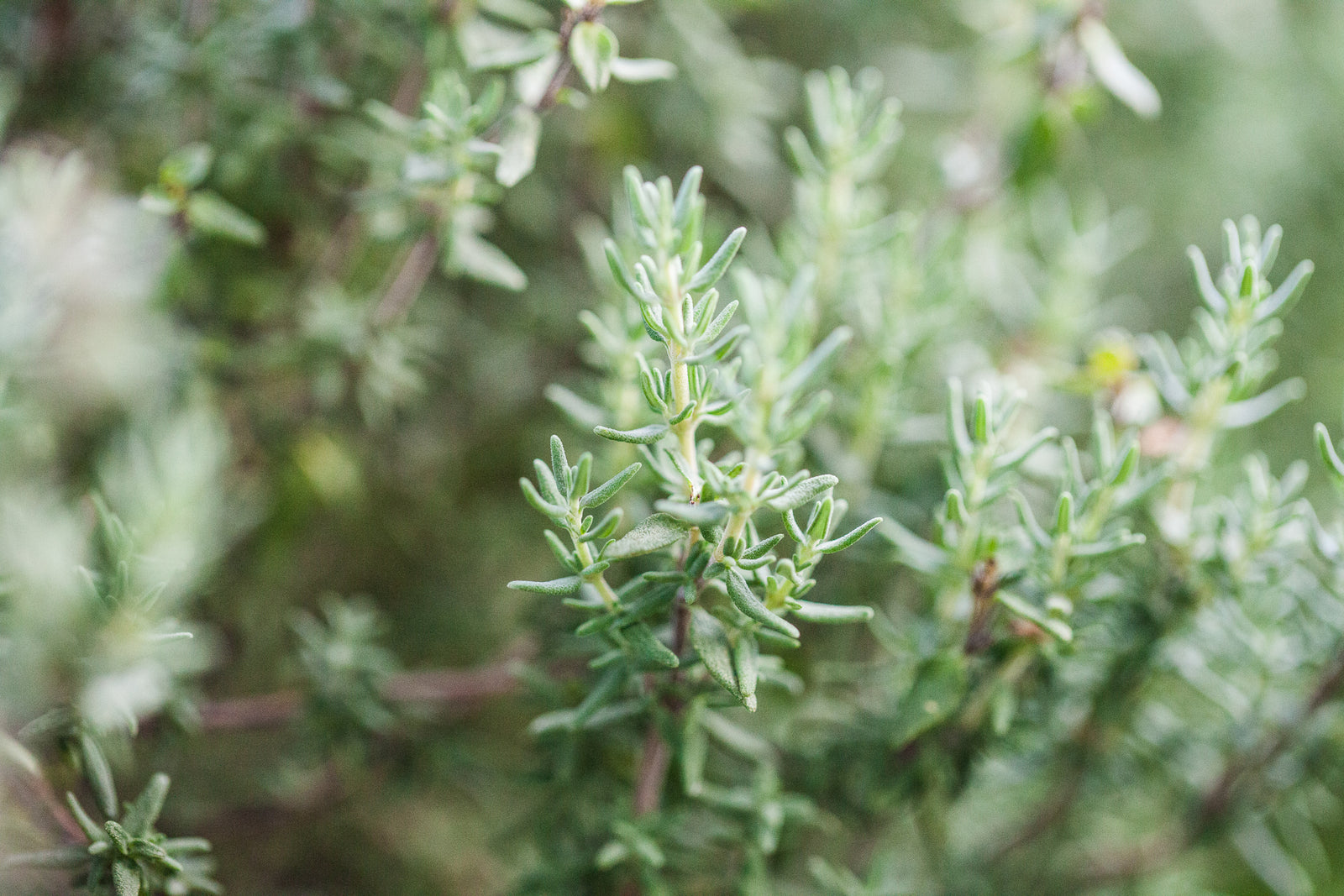 Naturreine ätherische Öle