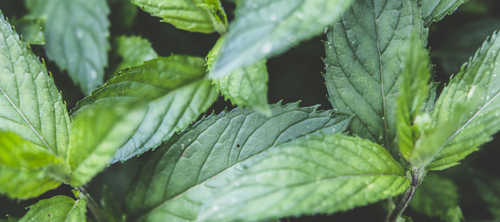 Zahnpflege & Mundhygiene