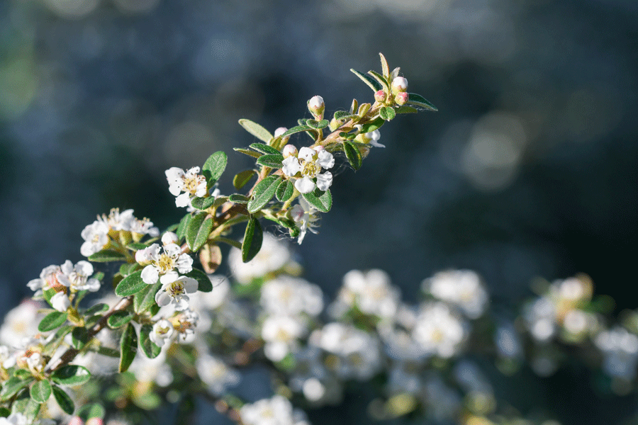 Kanukaöl bio Kunzea ericoides