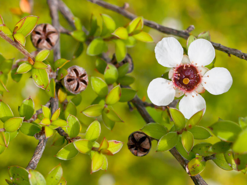 Manukaöl bio Leptospermum scoparium
