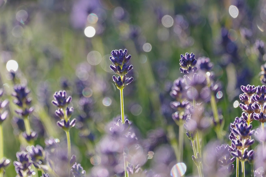 Lavendelöl bio aus Österreich Lavandula angustifolia