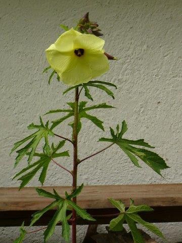 Moschuskörneröl (Ambrette) 10:90 in Jojoba Abelmoschus moschatus