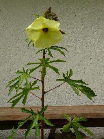 Moschuskörneröl (Ambrette) Abelmoschus moschatus