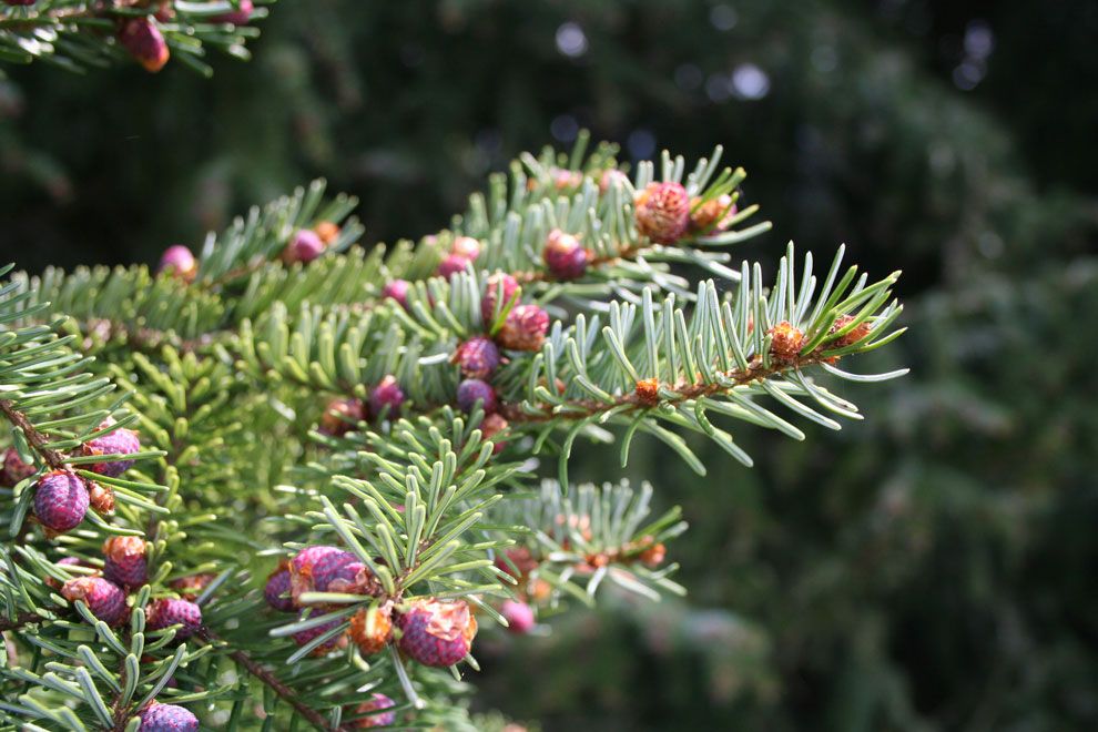 Silbertannenöl (Weißtanne) bio Abies alba