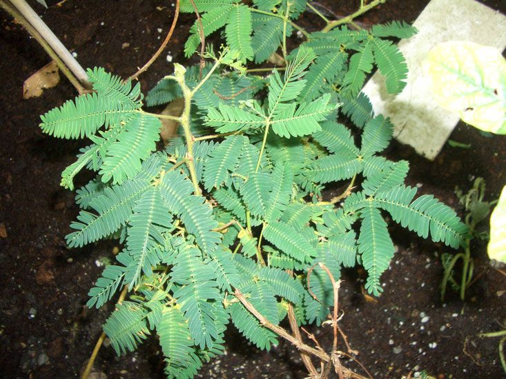 Mimosenöl 10:90 in Jojoba Acacia decurrens