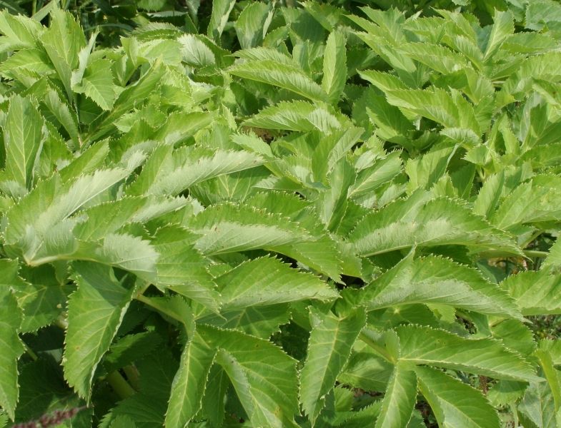 Angelikawurzelöl Angelica archangelica