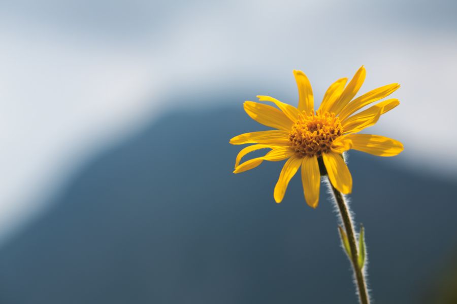 Arnikablüten CO2 Extrakt bio in Sonnenblumenöl bio