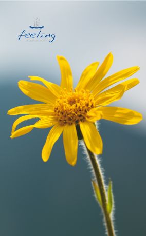 Arnika Gelenks-Balsam