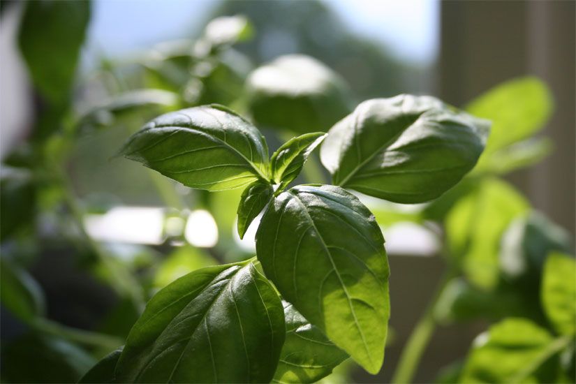 Basilikumöl (85% Methylcavicol) Ocimum basilicum