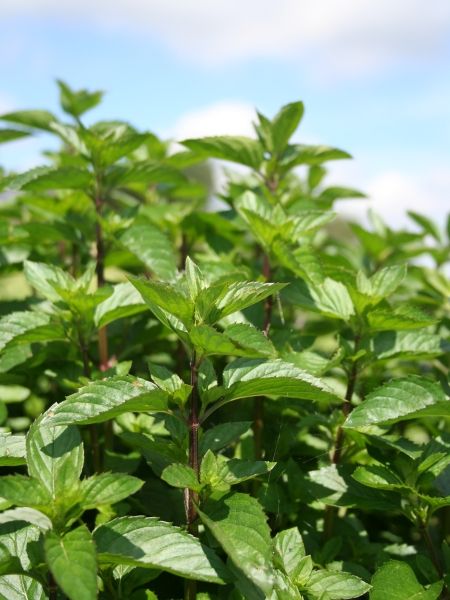 Bergamottminzenöl bio Mentha citrata
