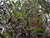 Cajeputöl Wildwuchs Melaleuca leucadendra