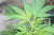 Hanfsamenöl nativ bio Cannabis sativa