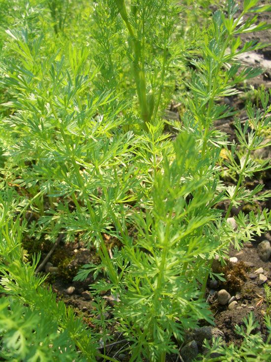 Kümmelöl Carum carvi