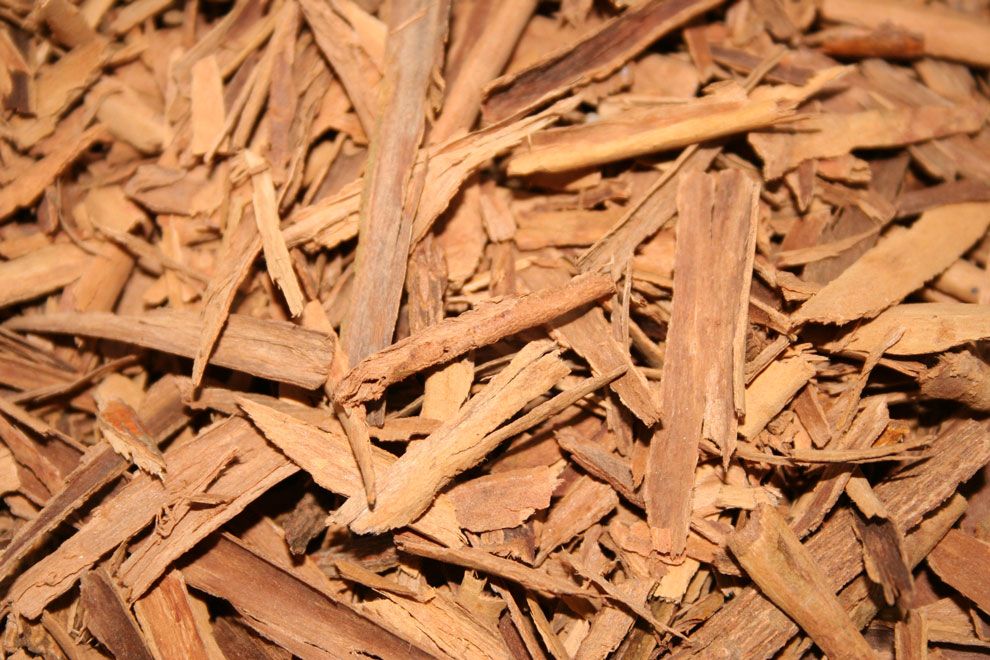 Zimtrindenöl Cinnamomum zeylanicum