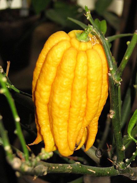 Zedratöl Citrus medica var. vulgaris