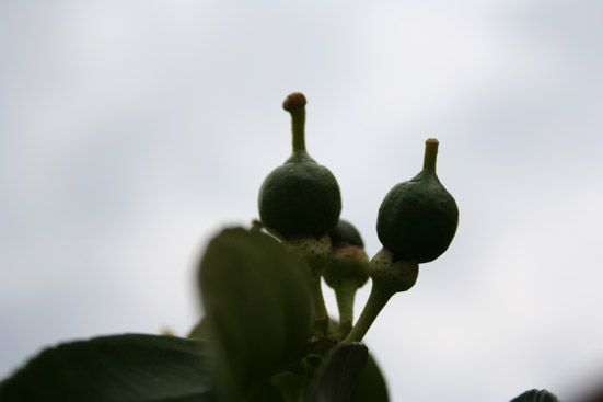Grapefruitöl bio Citrus paradisi