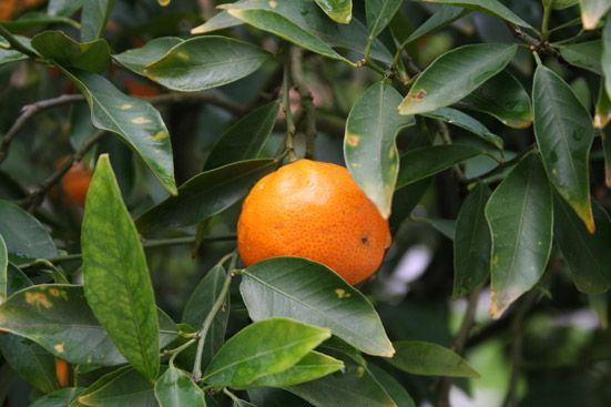 Mandarinenöl rot bio Citrus reticulata