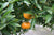 Mandarinenöl rot Citrus reticulata