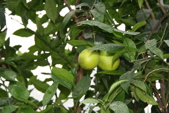 Orangenöl süss Citrus sinensis