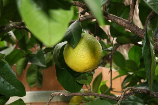 Orangenöl süss Citrus sinensis