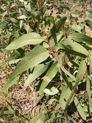 Eukalyptusöl staigeriana bio Eucalyptus staigeriana