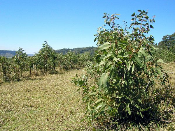 Eukalyptusöl staigeriana bio Eucalyptus staigeriana