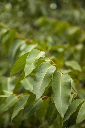 Eukalyptusöl radiata bio Eucalyptus radiata