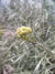 Immortelleöl (Strohblume) Helichrysum italicum