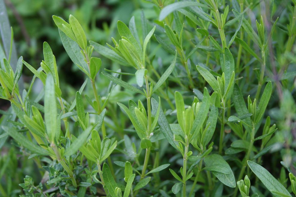 Ysopöl Wildwuchs Hyssopus officinalis