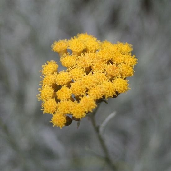 Immortelleöl in Jojoba 50:50 Helicrysum italicum