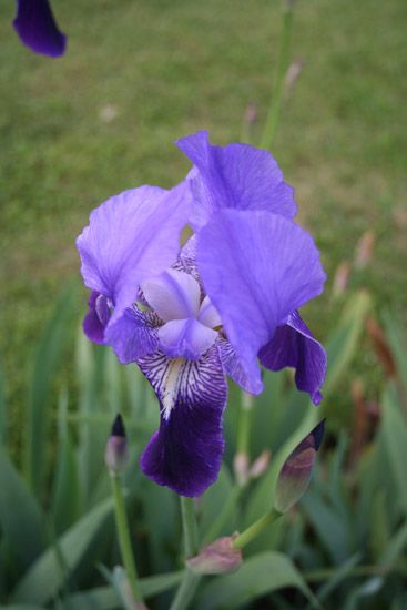 Iris Absolue Iris pallida