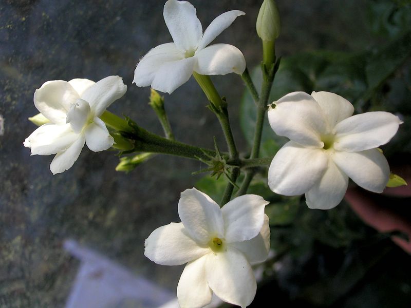 Jasminöl sambac Absolue Jasminum sambac