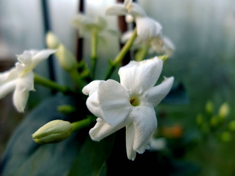 Jasminöl sambac Absolue 10:90 in Jojoba Jasminum sambac