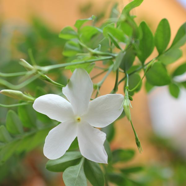 Jasminöl Absolue 10:90 in Jojoba Jasminum grandiflorum