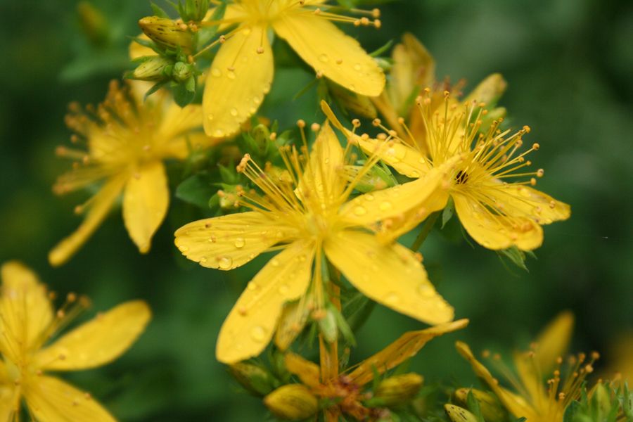 Johanniskrautöl bio Hypericum perforatum