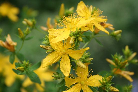 Johanniskraut CO2 Extrakt 50:50 in Jojoba