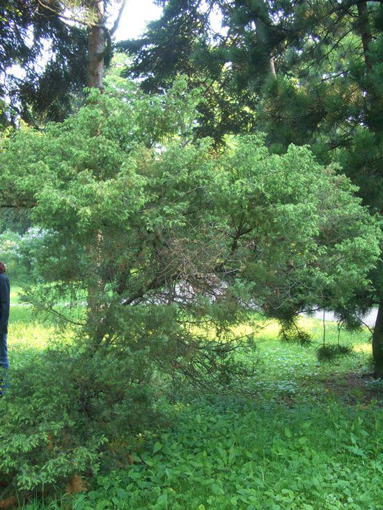 Wacholderbeerenöl Juniperus communis