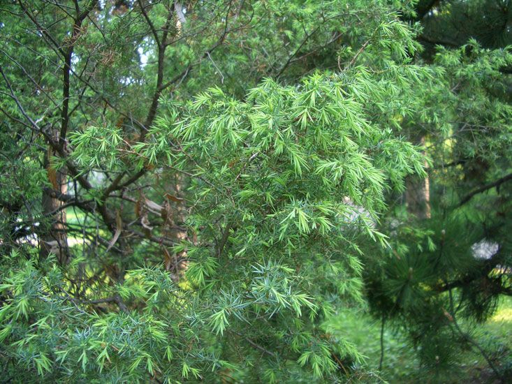 Wacholderbeerenöl bio Juniperus communis