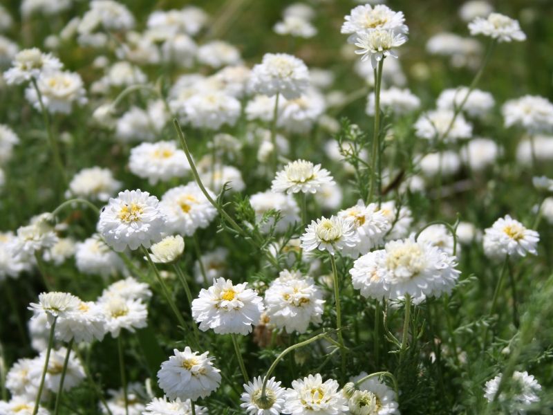 Kamillenöl römisch bio 10:90 in Jojoba Chamaemelum nobile