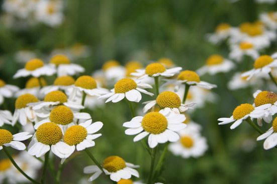 Kamillenöl blau bio 10:90 in Jojoba Matricaria recutita