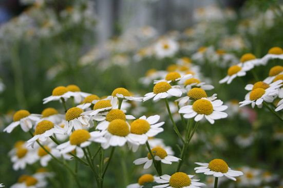 Kamillenblütenextrakt bio CO2 Chamomilla recutita