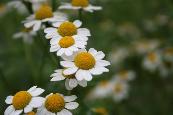Kamillenblütenextrakt bio CO2 Chamomilla recutita
