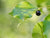 Kampferöl (Ct. Borneon) Wildwuchs Cinnamomum camphora